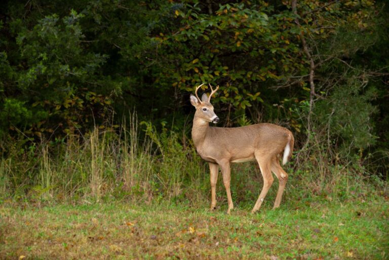 A deer by the edge of the woods at The Villas at Woodson Bend.