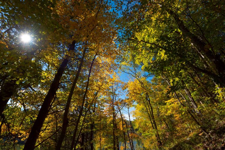 Looking up into trees with fall colors at the Villas at Woodson Bend.