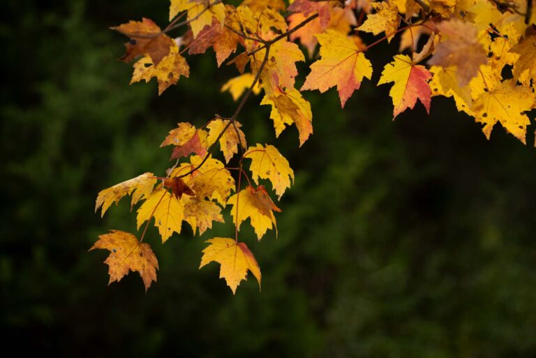 Fall leaves on tree branch.