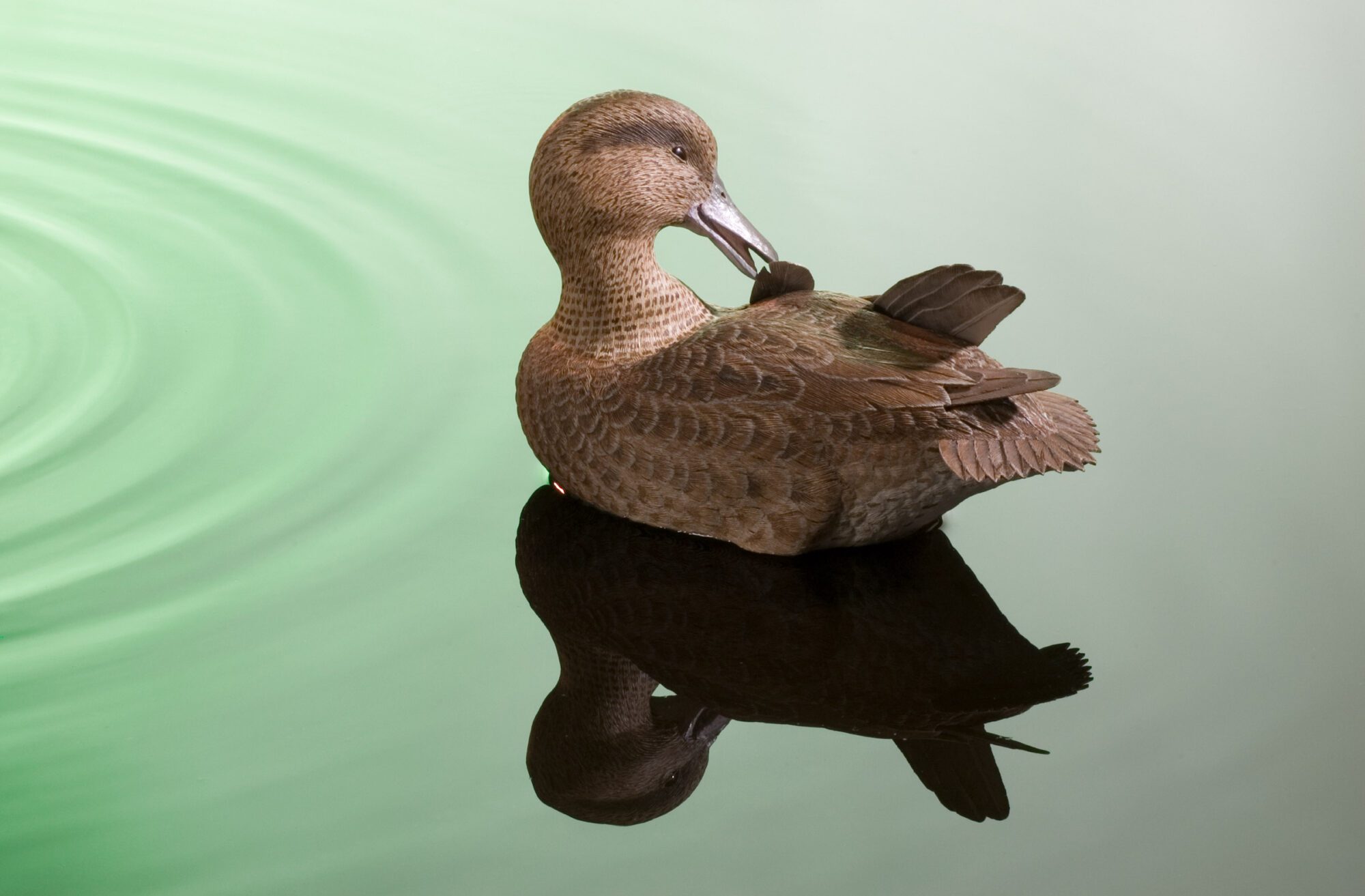 Detailed carved duck decoy floating on the water