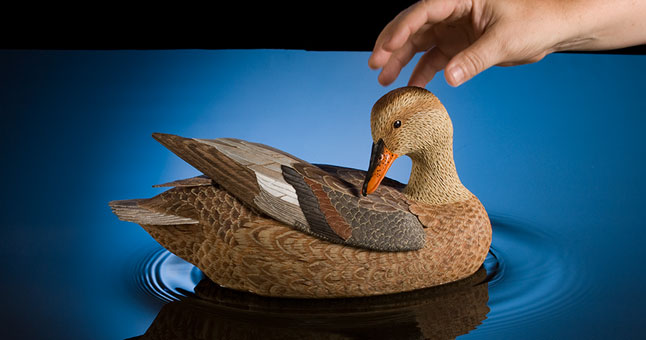 Carved duck decoy on water surface with hand causing motion in the water